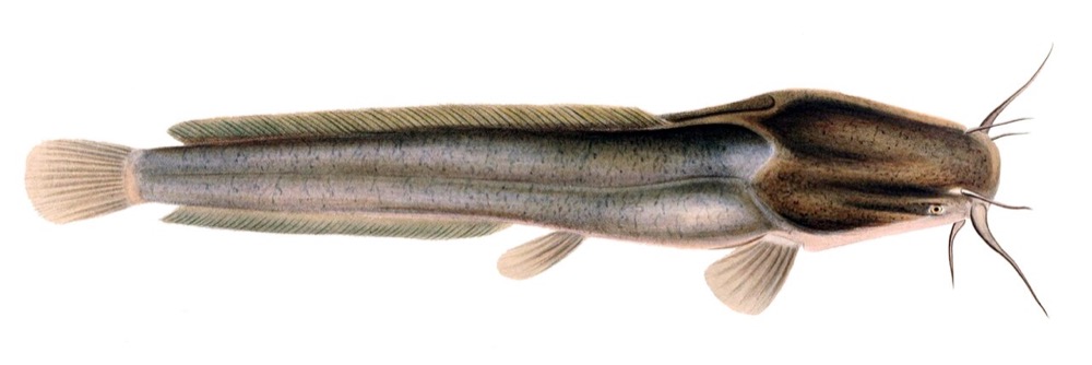 African Sharptooth Catfish