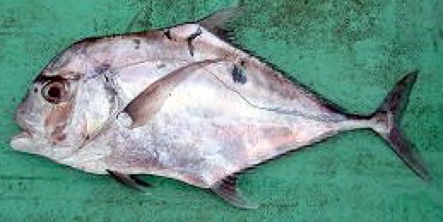 African Pompano