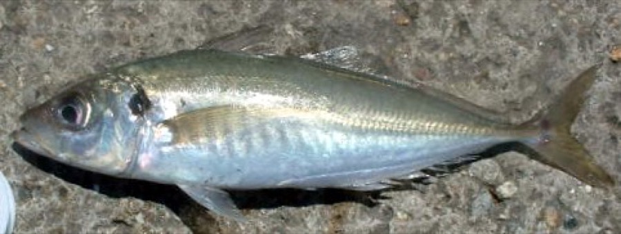 Atlantic Horse Mackerel