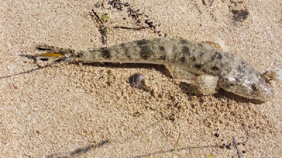 Bartail Flathead