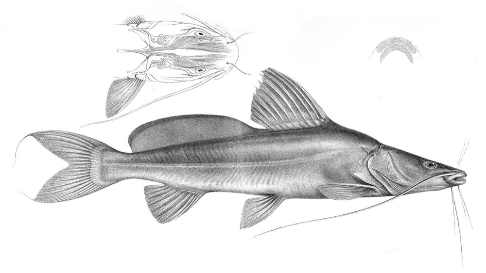 Bayad Catfish
