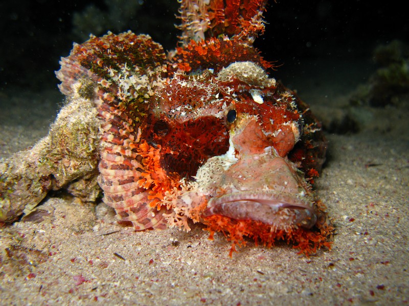 Bearded Scorpionfish