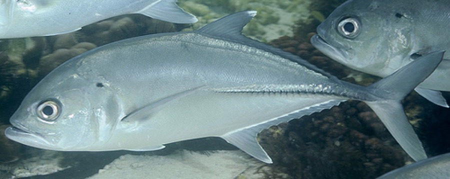 Bigeye Trevally