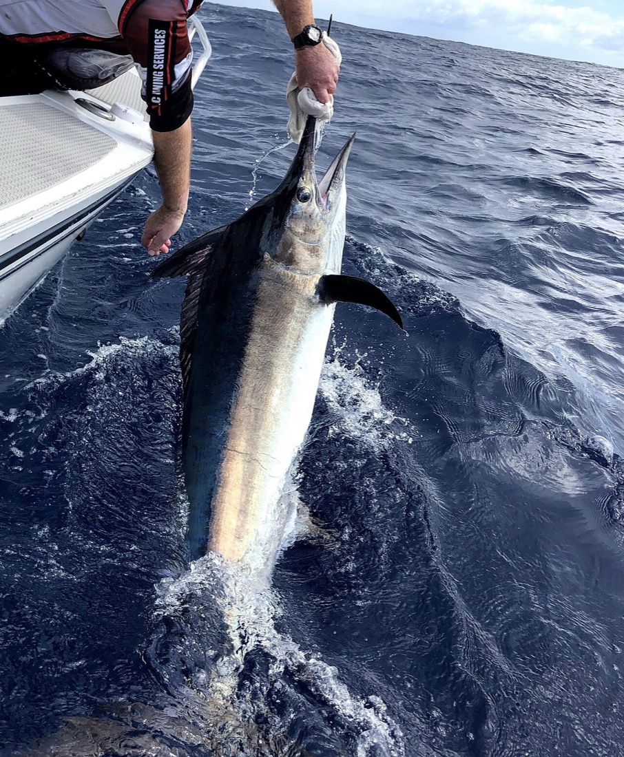 Black Marlin