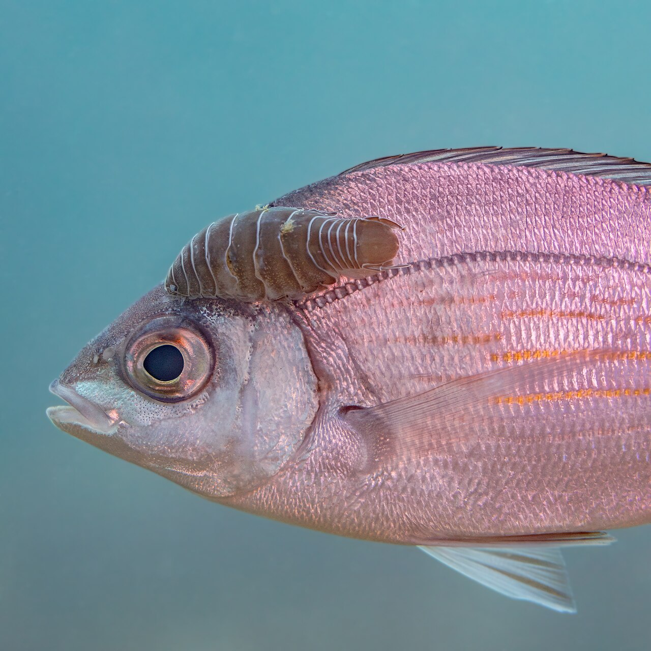 Black Seabream