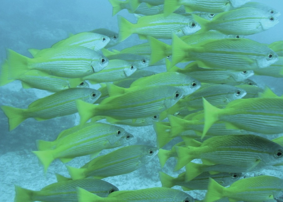 Blackspot Snapper