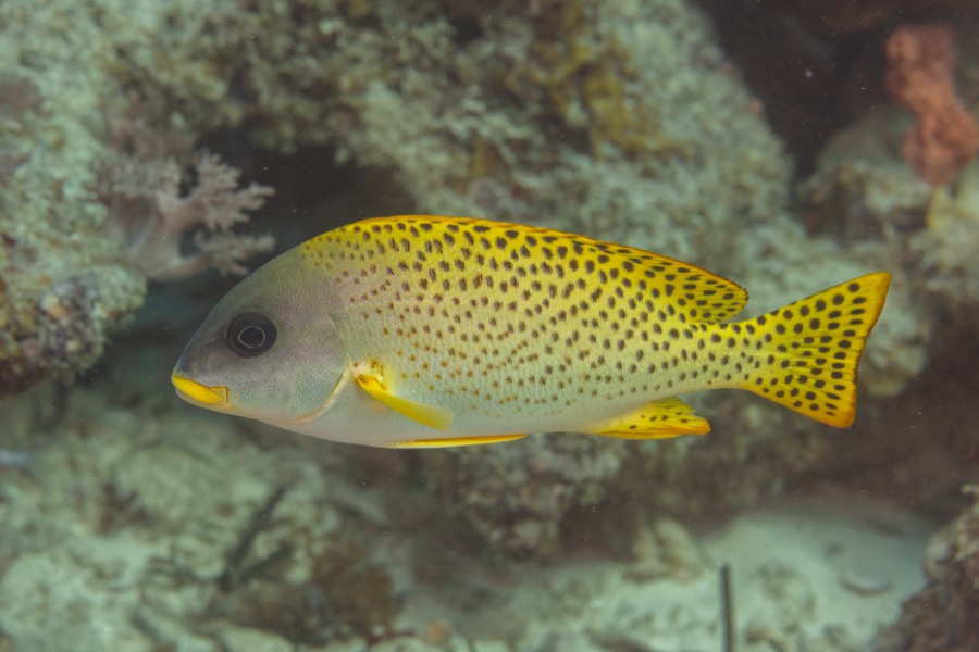 Blackspotted Sweetlips