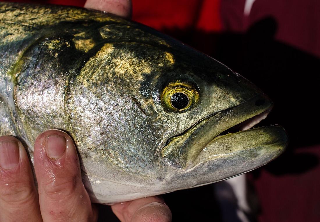 Bluefish