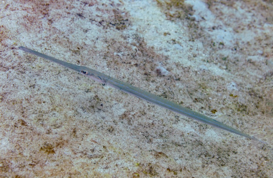Bluespotted Cornetfish
