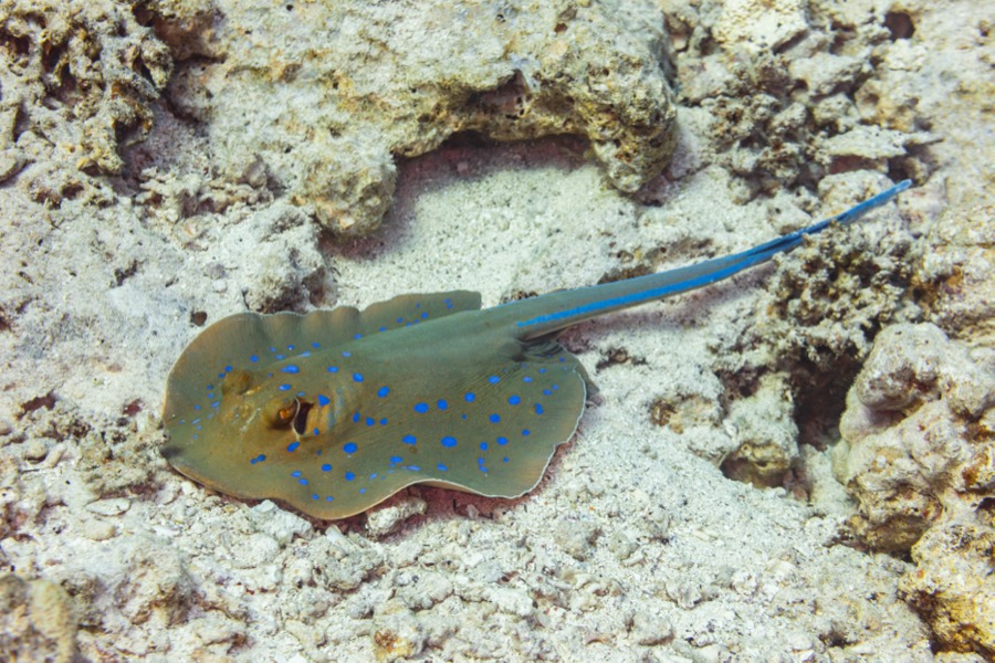 Bluespotted Ribbontail Ray