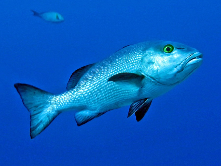 Two-spot Red Snapper (Bohar)