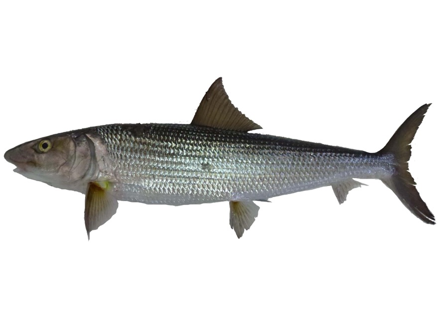 Bonefish