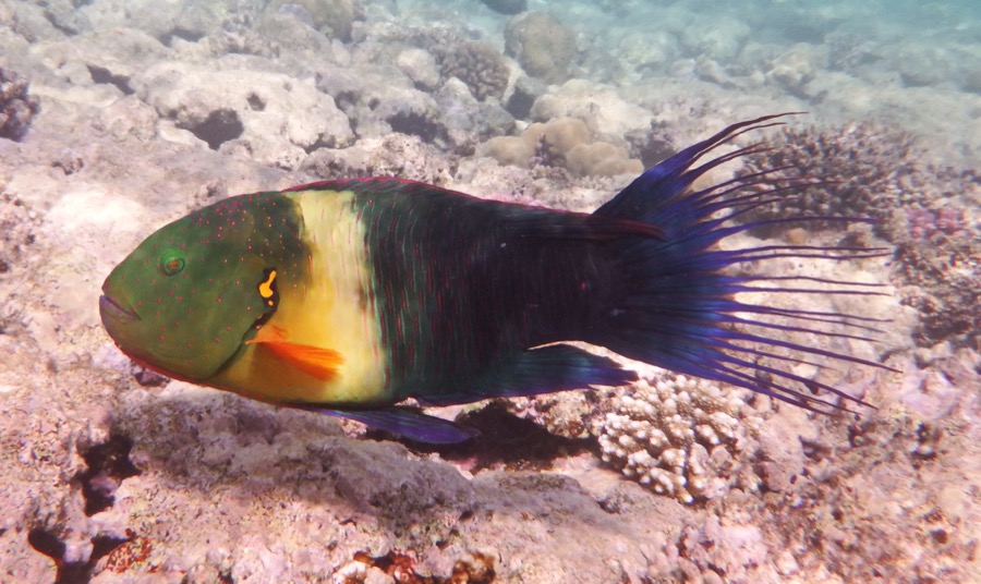 Broomtail Wrasse