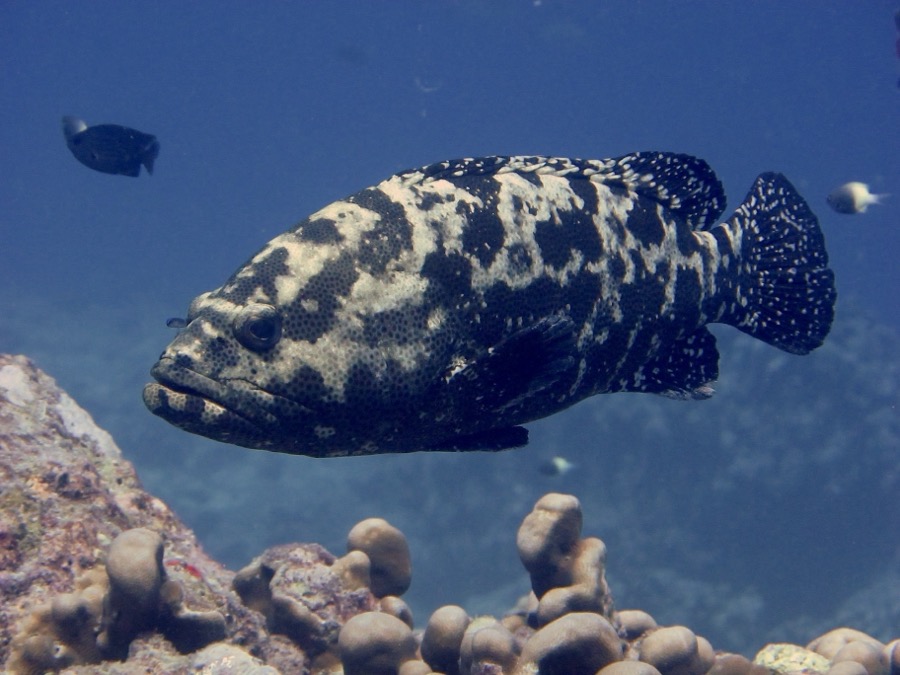 Brown-marbled Grouper