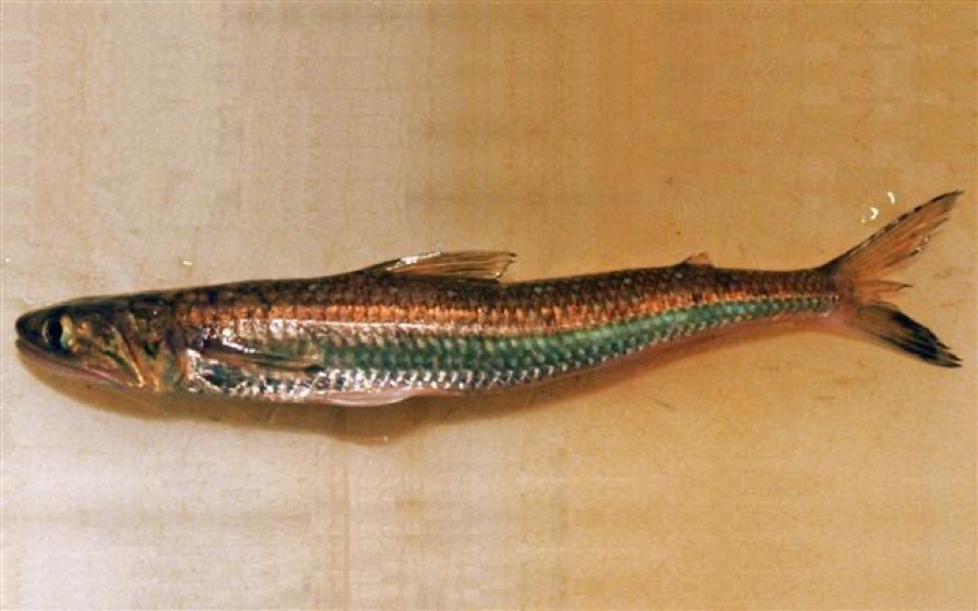 Brushtooth Lizardfish