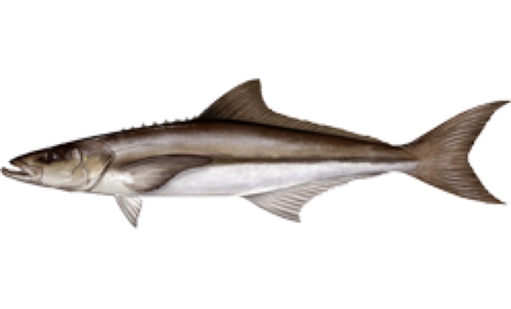 Cobia
