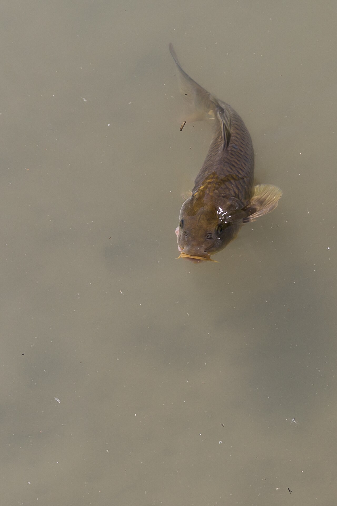 Common Carp