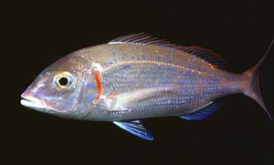Common Pandora