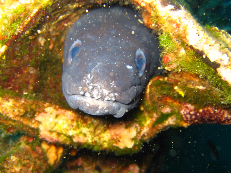 European Conger
