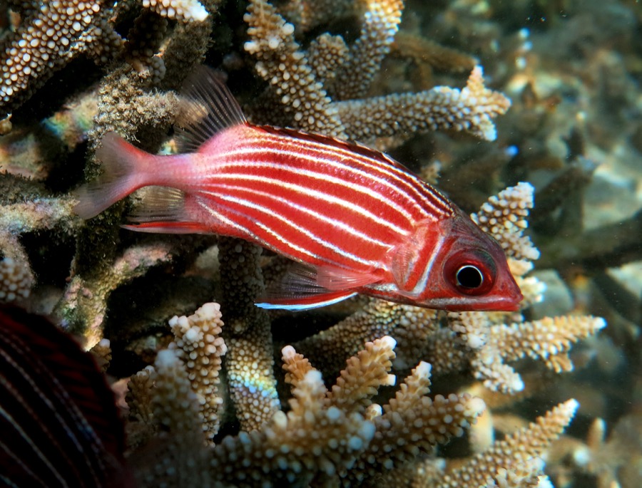 Crown Squirrelfish