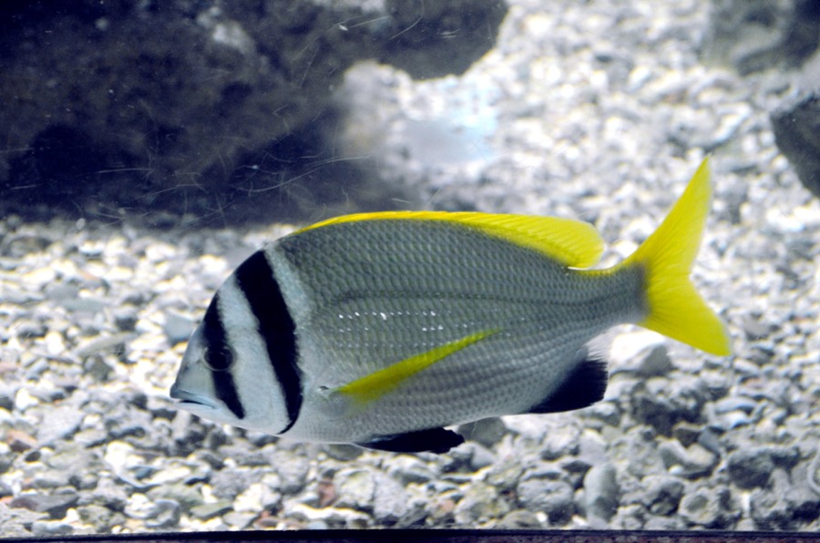 Doublebar Bream
