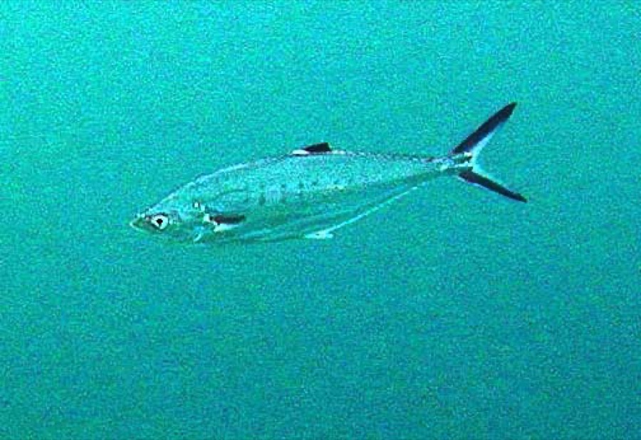 Doublespotted Queenfish