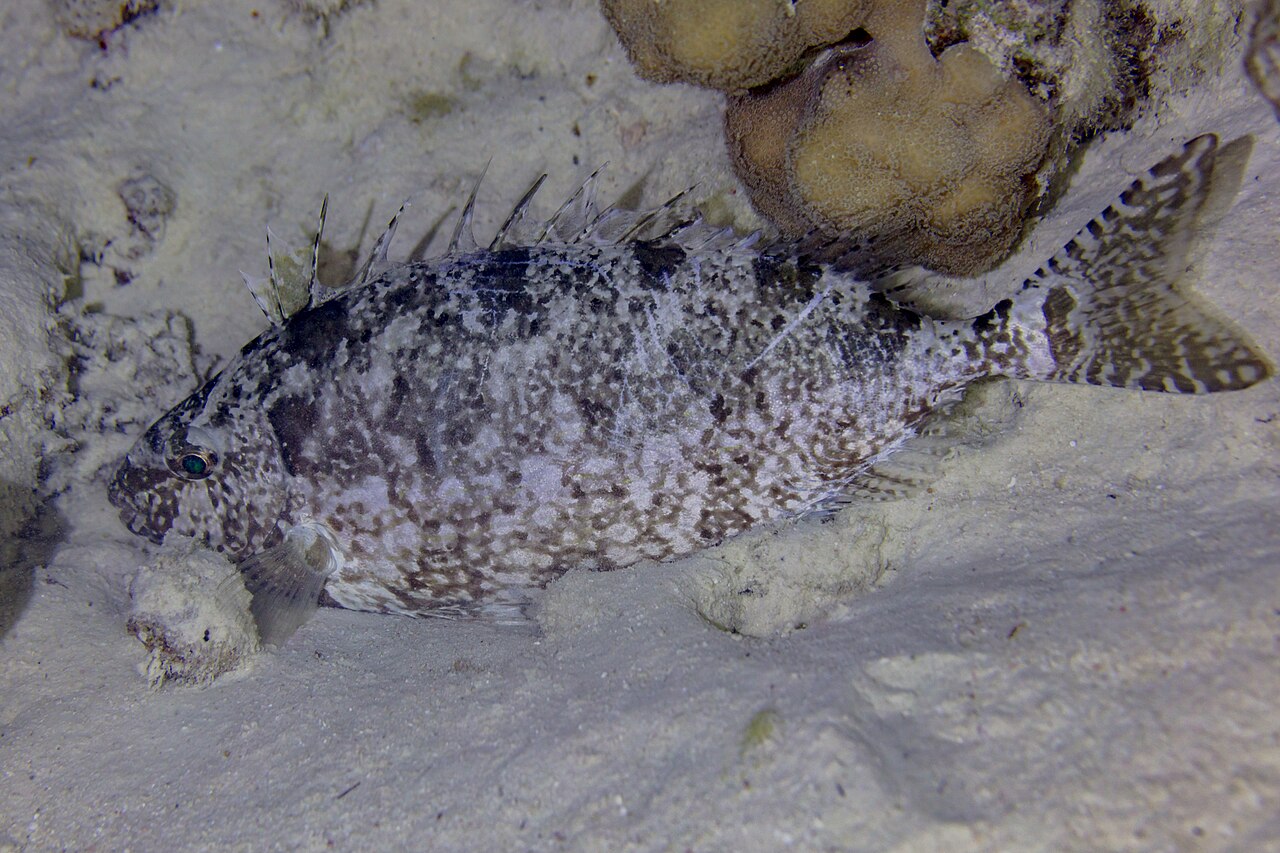 Dusky Spinefoot