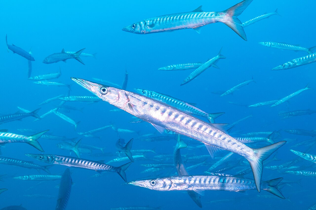 European Barracuda (Yellowmouth)