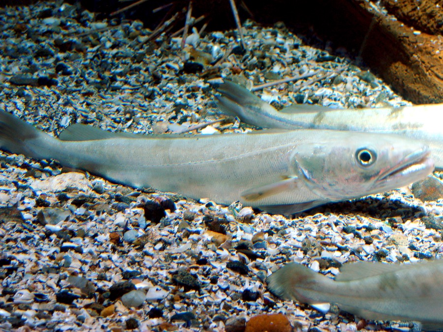 European Hake