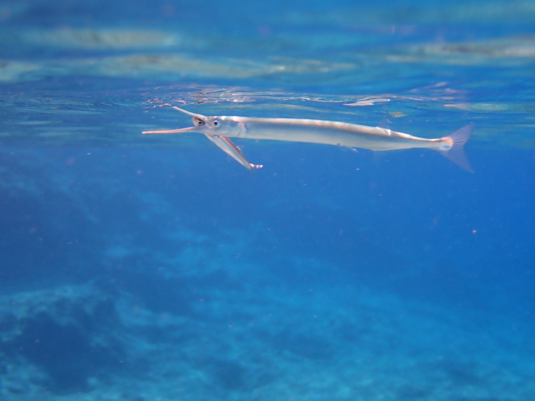 Garfish (Needlefish)