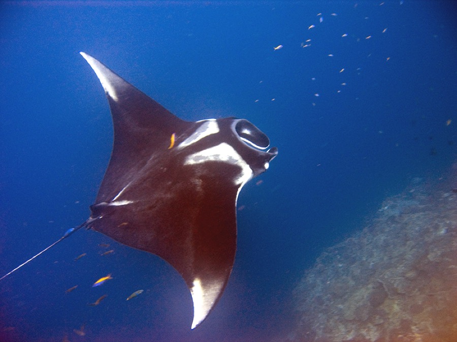 Giant Manta Ray