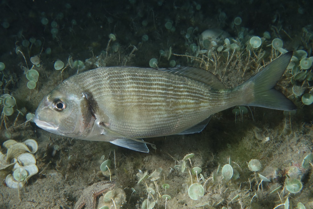 Gilthead Seabream