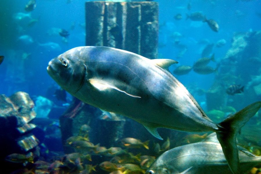 Golden Trevally