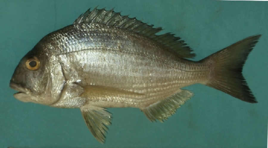 Haffara Seabream