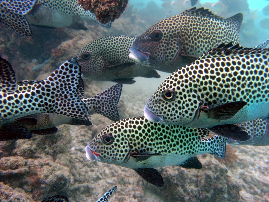 Harlequin Sweetlips