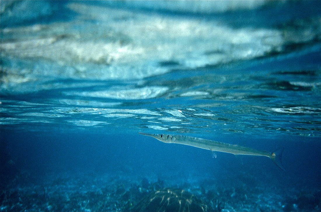 Houndfish (Crocodile Needlefish)