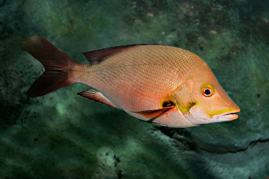Humpback Red Snapper