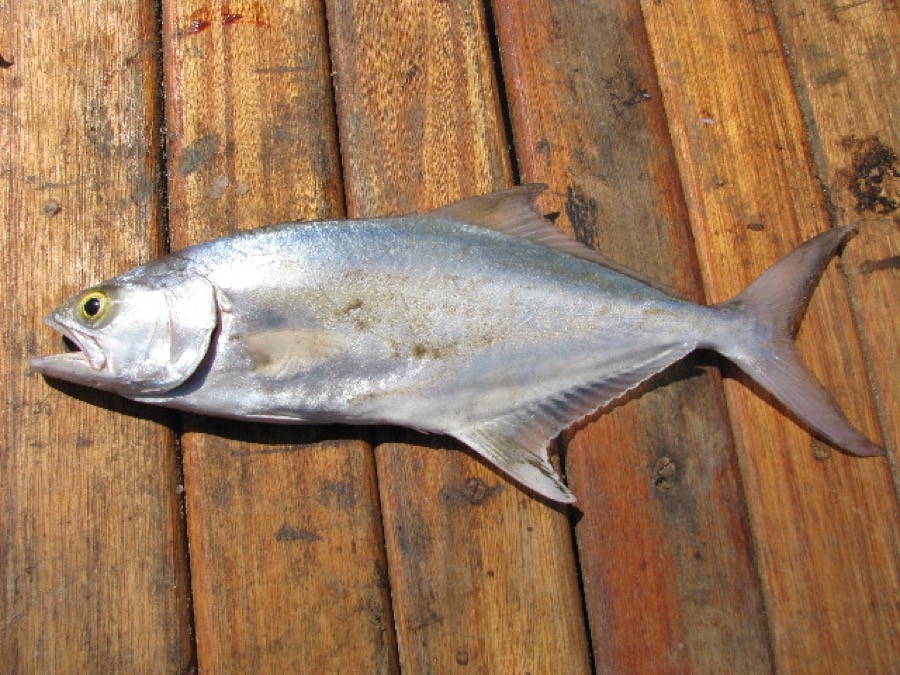 Leerfish (Garrick)