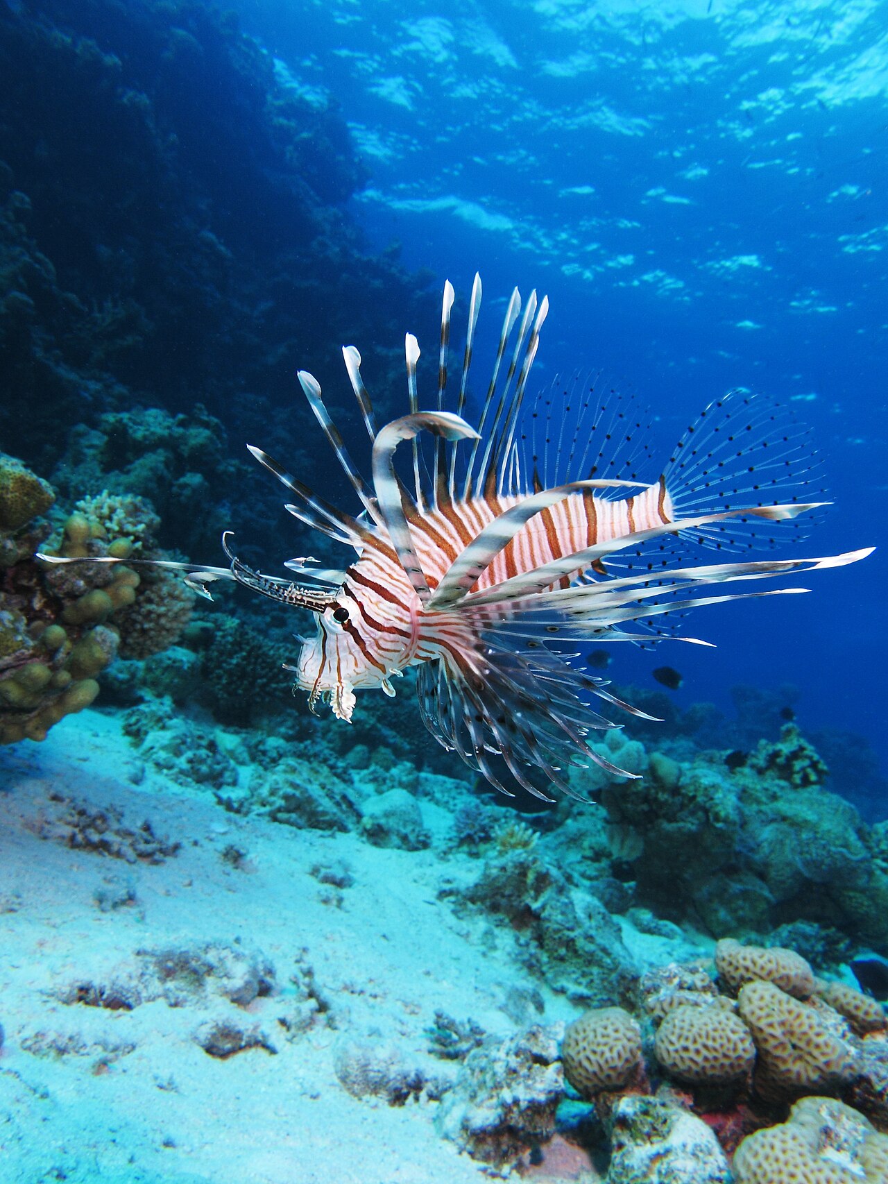 Common Lionfish