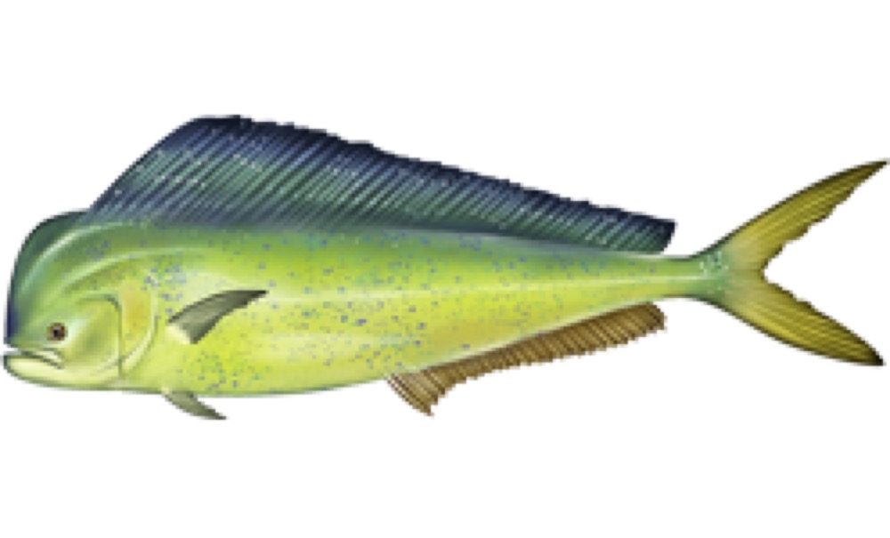 Mahi-Mahi