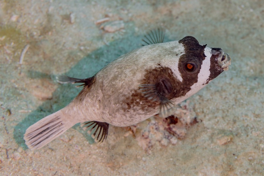 Masked Pufferfish