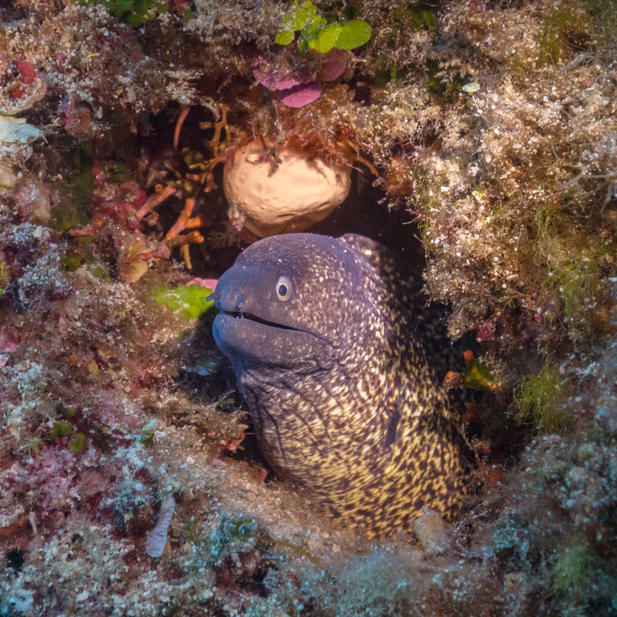 Mediterranean Moray