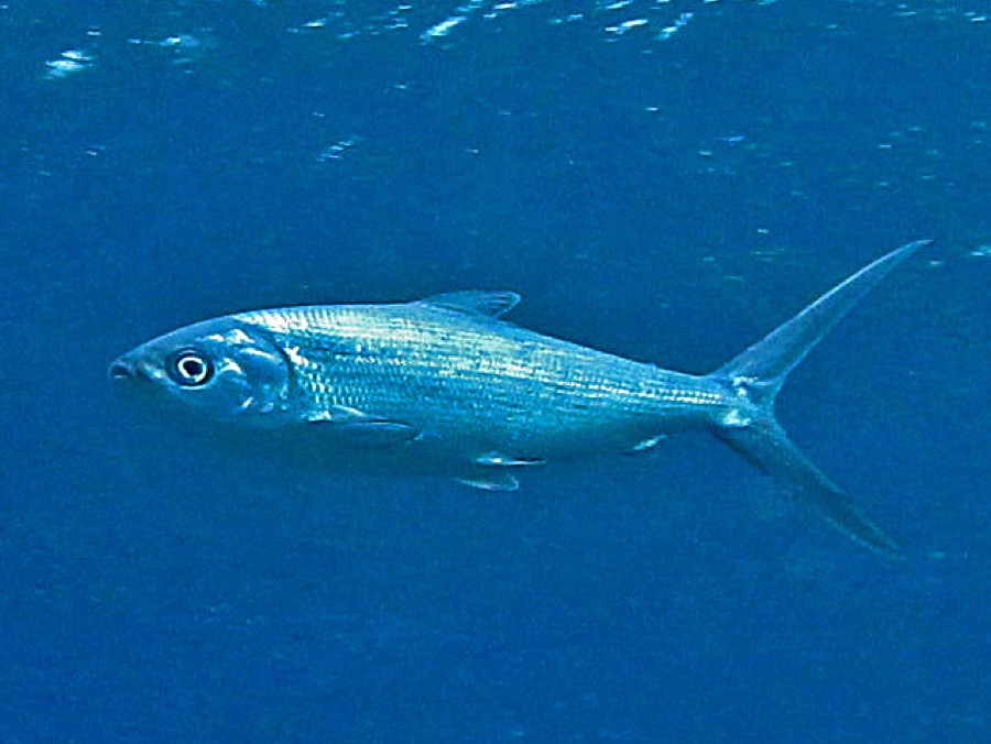 Milkfish