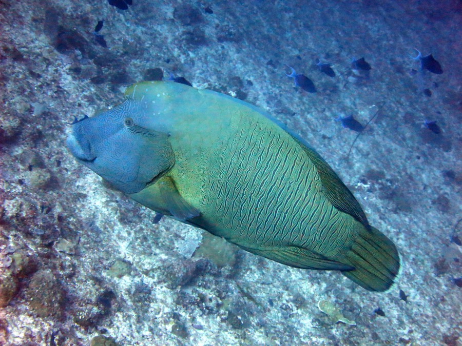 Napoleon (Humphead) Wrasse