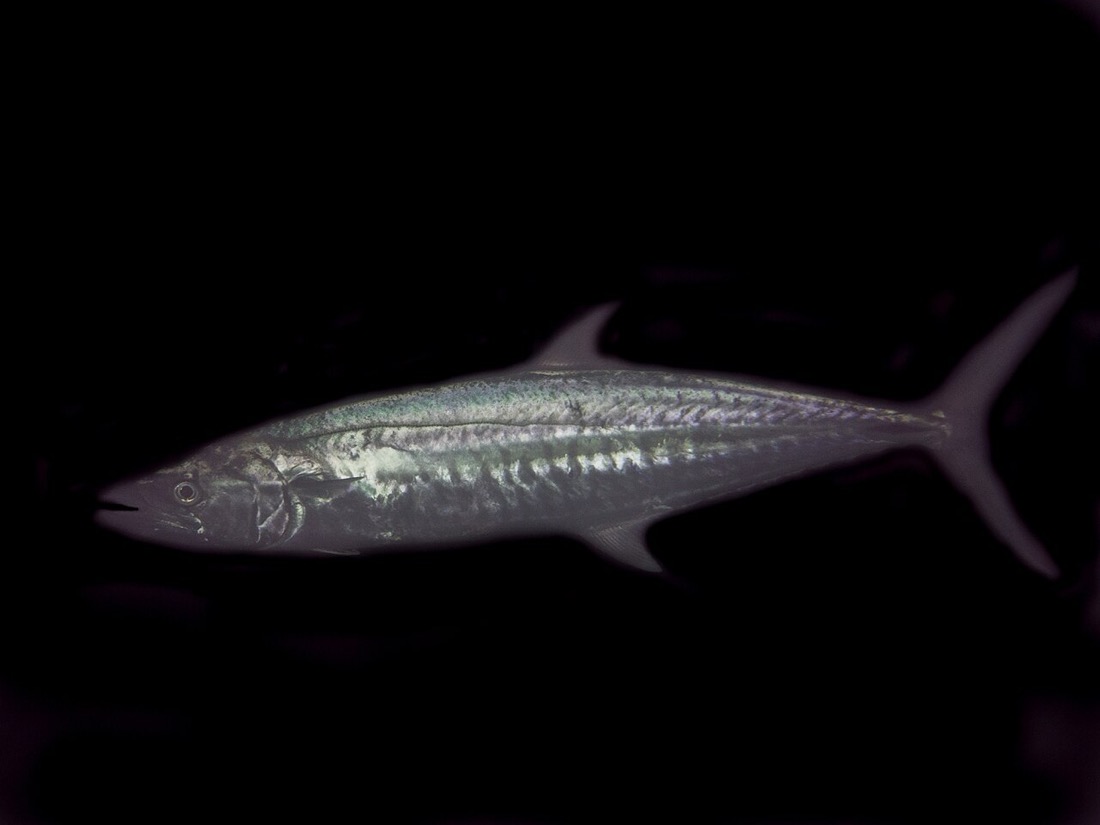 Narrow-barred Spanish Mackerel (Kingfish)