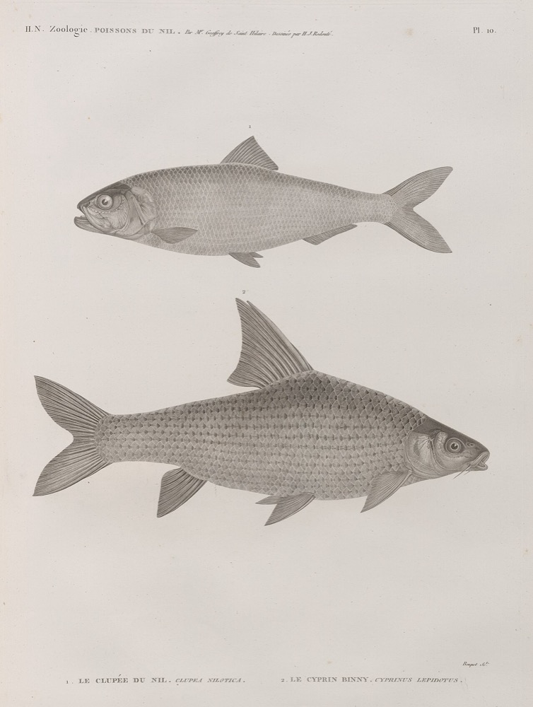 Nile Barbel (Binni)