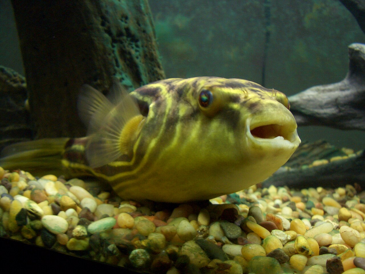Nile Puffer (Fahaka)