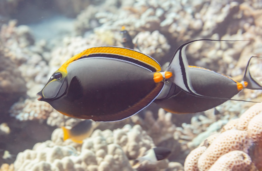 Orangespine Unicornfish