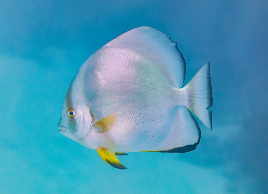Orbicular Batfish
