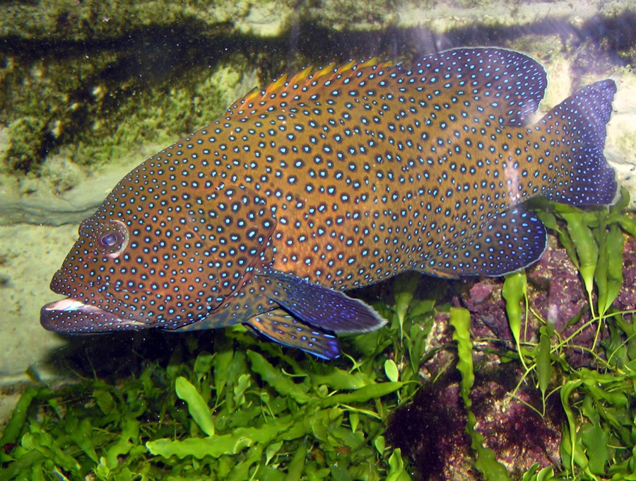 Peacock Hind